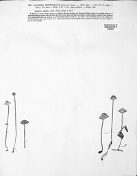 Mycena epipterygia image